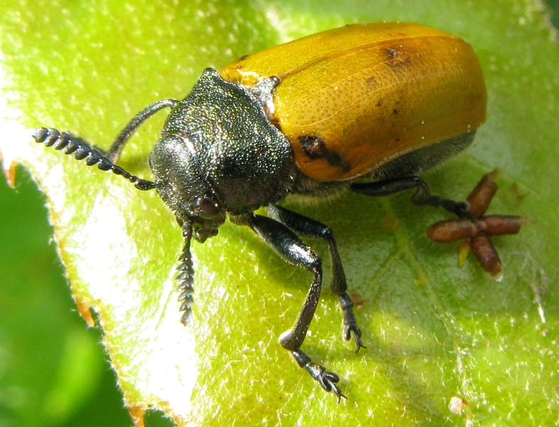 chrysomelidae ? parassitato ? Labidostomis taxicornis